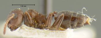 Media type: image; Entomology 22892   Aspect: habitus lateral view